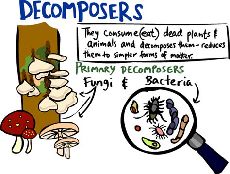 Decomposer Definition Structure Types And Functions
