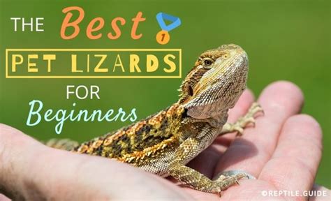 3 Best Pet Lizards For Beginners Looking For A Reptile Companion