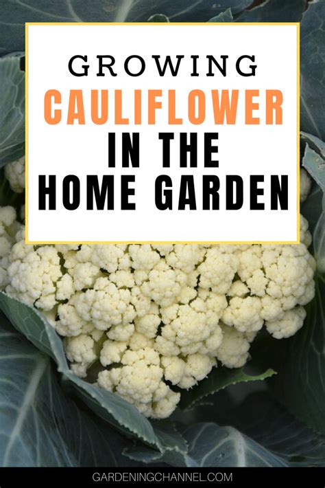 How Do You Grow Cauliflower At Home Gardening Channel Growing