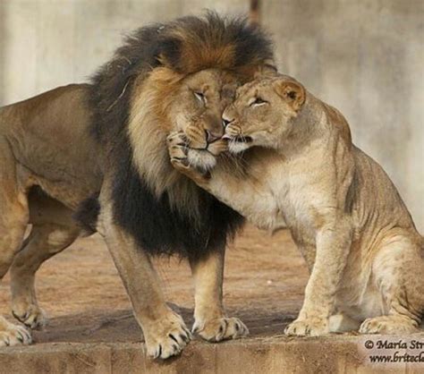 Image Result For Lion And Lioness Photography Cute
