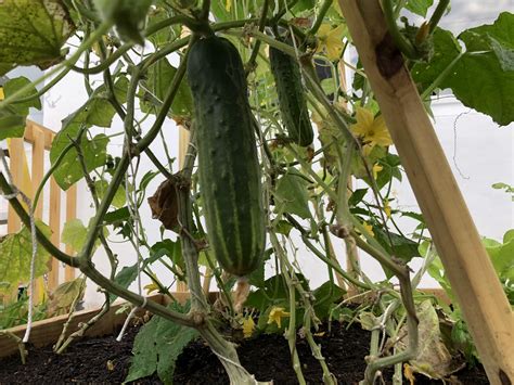 cucumbers are finally growing after 3 months organic gardening cucumbers growing