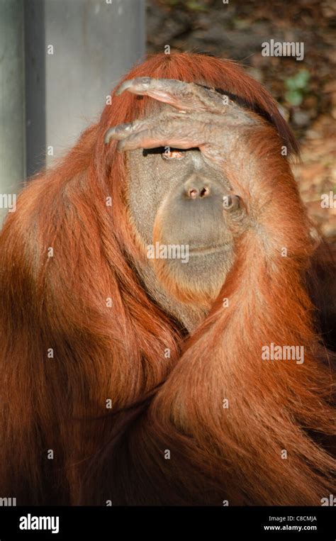Sumatran Orangutan Pongo Abelii Stock Photo Alamy