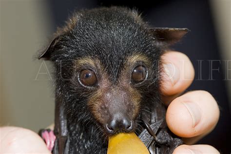 Spectacled Flying Fox Australia Pteropus Conspicilatus Flickr