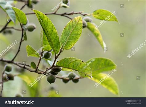 Sandpaper Fig Figs On Branch Stock Photo 1634574175 Shutterstock