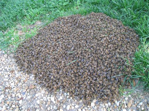 My First Honey Bee Swarm In Charles City Virginia Beekeeping In