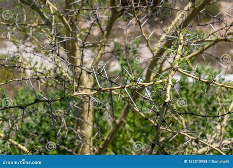 Sharp Long Thorns Of Acacia Tree Wattle Royalty Free Stock Image