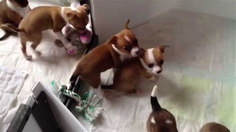 She didn't hesitate to react to the unexpected cruelty. 5 week old Chihuahua puppies - YouTube