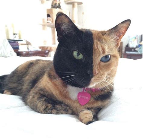 Venus The Black And Orange Chimera Cat Becomes An Internet Star Cats
