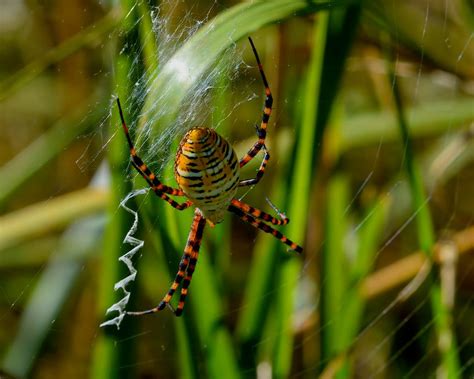 Banded Argiope Spider Argiope Trifasciata Photod Before Flickr