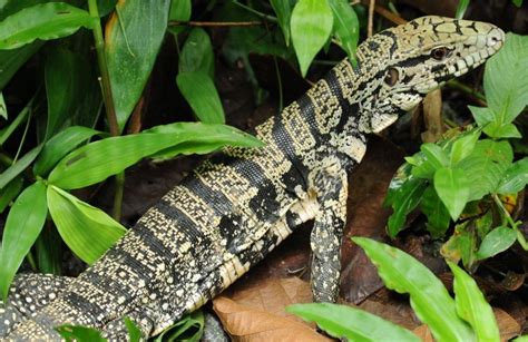 Quanto Custa Um Lagarto De Estimação