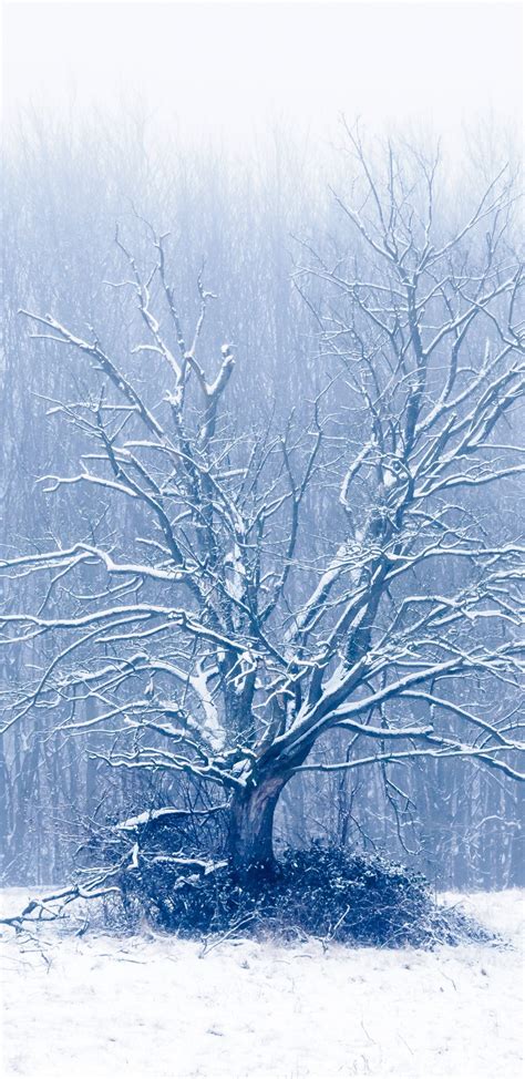 Download 1440x2960 Wallpaper Winter Tree Dry Samsung Galaxy S8