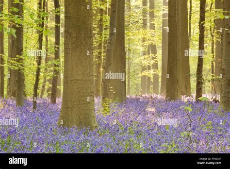 A Beautiful Blooming Bluebell Forest In Early Morning Sunlight