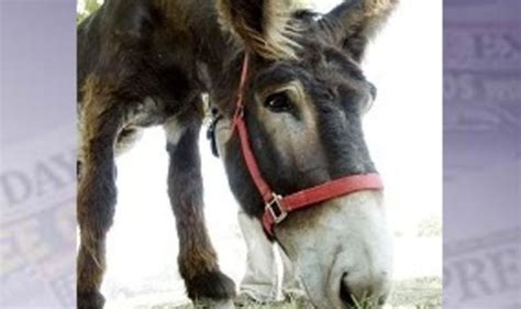 Parasailing Donkey Stunt Probe World News Uk