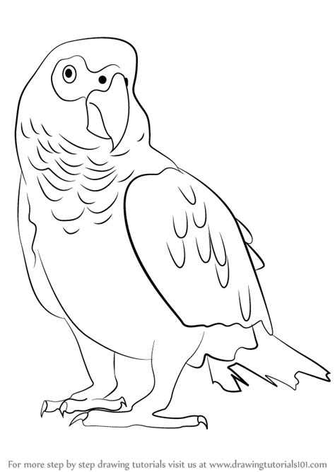 Learn How To Draw An African Grey Parrot Birds Step By Step Drawing