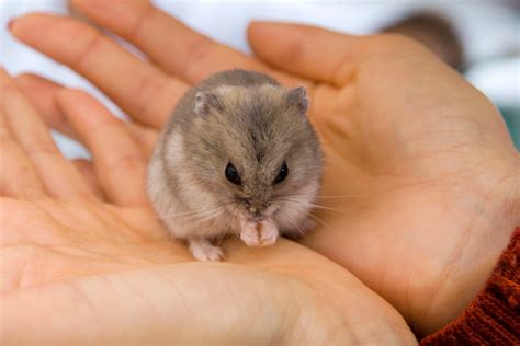 The Lifespan Of Dwarf Hamsters Little Bundles Of Cuteness