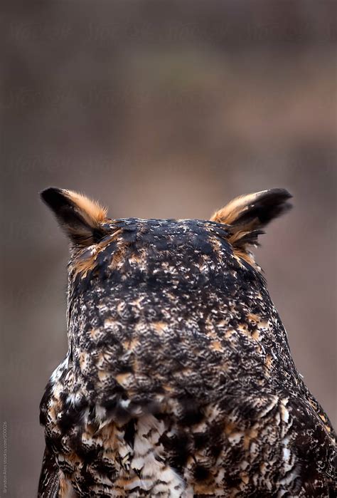 Backside Of A Great Horned Owls Head By Stocksy Contributor Brandon
