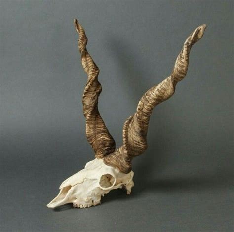 The Skull Of A Racka Ram A Rare Breed Of Domestic Sheep Known For Its