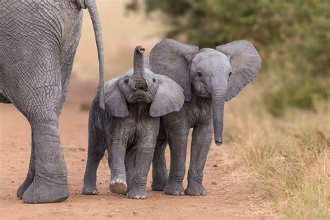 Two Baby Elephants Raww