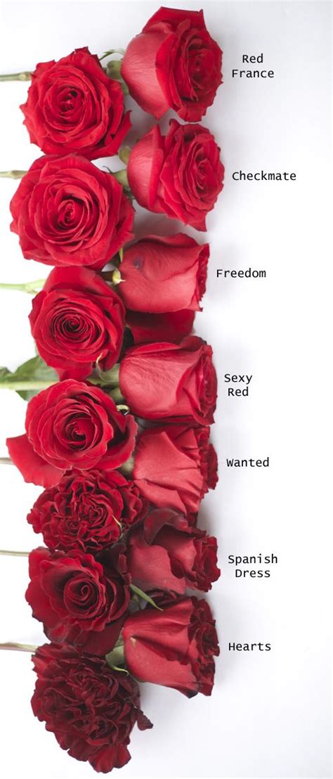Red Rose Study Spanish Dress Rose Varieties Red Roses