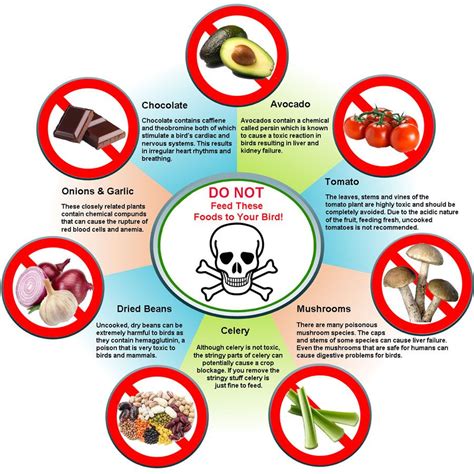 Food You Should Avoid Feeding To Your Parrot Find Out More Here