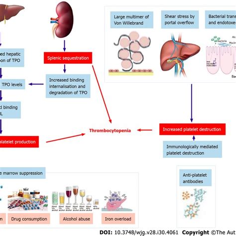 Pathophysiology Of Thrombocytopenia Tpo Thrombopoietin Download