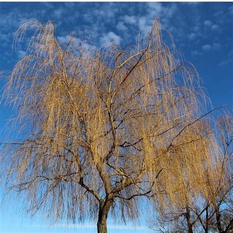 Buy Golden Weeping Willow Tree Bare Root Salix Sepulcralis Chrysocoma