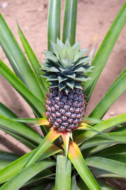 Premium Photo Pineapple Growing In A Plantation Tropical Fruit Island