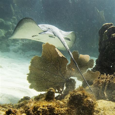 Caribbean Whiptail Stingray Himantura Photograph By Keith Levit Fine