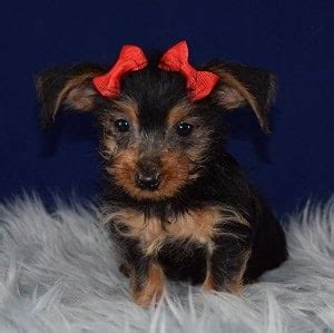 Pictures of dapol a dachshund for adoption in fountain valley, ca who needs a loving home. Dachshund mixed puppies for sale in PA | Dachshund Mix ...