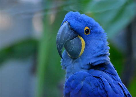 ¿por Qué El Color Azul Es Raro En La Naturaleza Pro Bosque Chapultepec