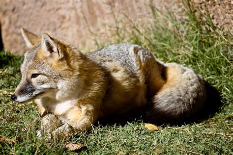 Swift Fox Vulpes Velox At Oklahoma City Zoo Kimlomman Flickr