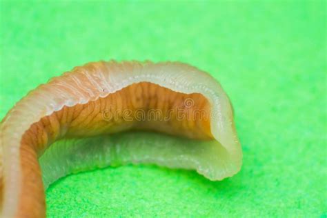 Close Up Photo Of Linguatula Serrata Or Tongue Worm Stock Image Image