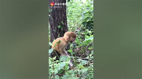 Adorable Baby Monkeys 🙊 Monkey Lyly 😍 Tik Tok Animals90 Youtube