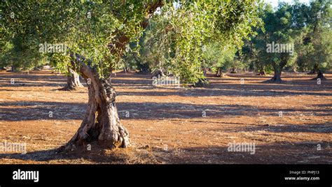 Old Olive Trees In South Italy Stock Photo Alamy