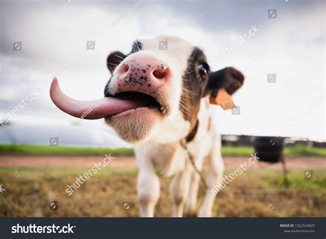 7458 Imágenes De Cow Tongue Out Imágenes Fotos Y Vectores De Stock