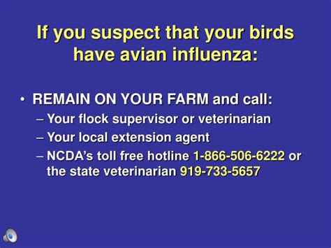 Ppt If You Suspect That Your Birds Have Avian Influenza Powerpoint