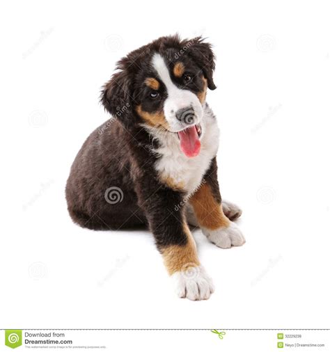 Puppy Royalty Free Stock Photos Image 32229238