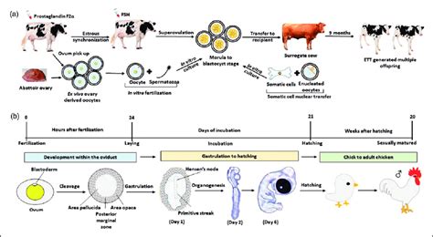 Schematic Diagram Of The Reproductive Physiology Of Bovine And Chicken