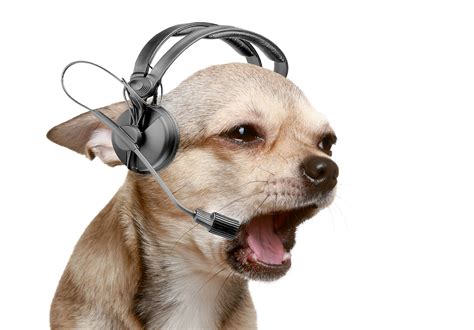 Image Chihuahua Dog Headphones Animals 2560x1787