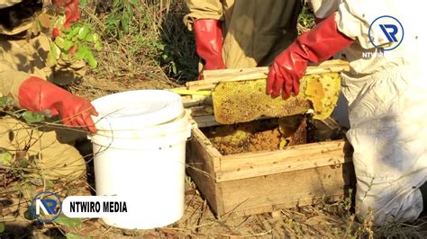 UVUNAJI ASALI MCHANA KWA URAHISI UFUGAJI WA NYUKI KISASA JIFUNZE NA