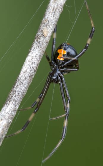Black Widow Latrodectus Variolus Latrodectus Variolus Bugguidenet