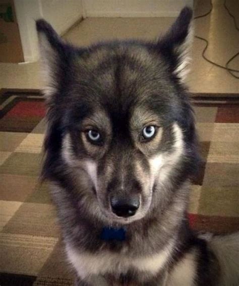 There is often a brindle look to the coat because individual hairs are banded with multiple colors. 8 best Agouti huskies images on Pinterest | Dogs, Siberian ...