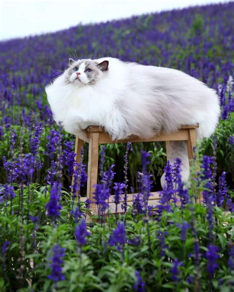 Psbattle Fluffy Cat In A Field Of Lavender Fluffy Animals Animals And