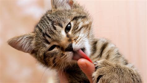 Why Do Cats Groom Themselves After Eating Hyaenidae