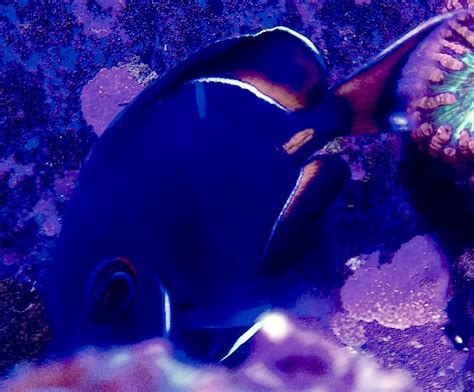 Achilles Tang tips | REEF2REEF Saltwater and Reef Aquarium Forum