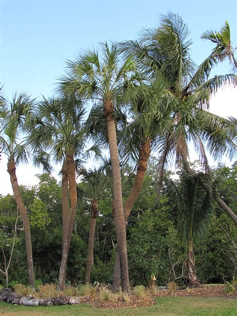 Cabbage Palmetto Palm Tree Sabal Palmetto Fast Growing Palms