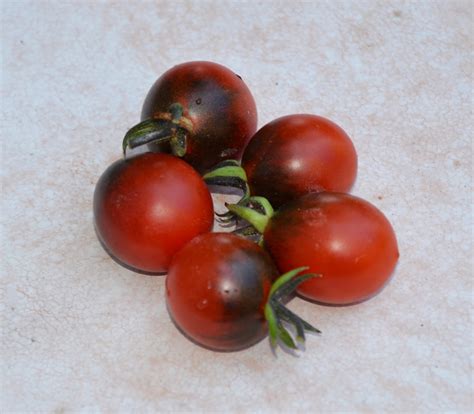 Carbon Tomato Seeds