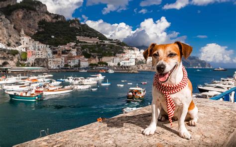 The 200 Best Italian Dog Names And Their Meanings A Z Animals
