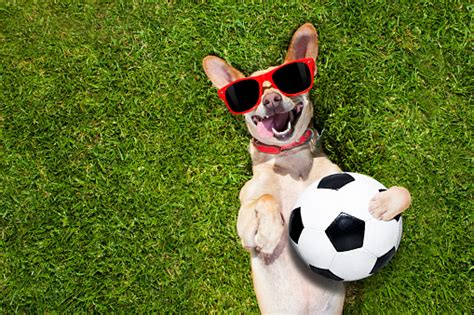Dog Plays With Soccer Ball Stock Photo Download Image Now Istock