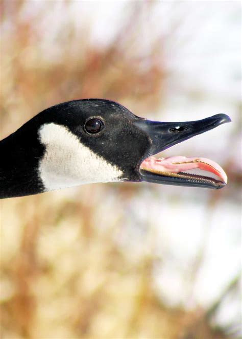 Ode to the goose (2018). Wait... Geese Have Teeth?! Goose Teeth Pictures, Facts ...